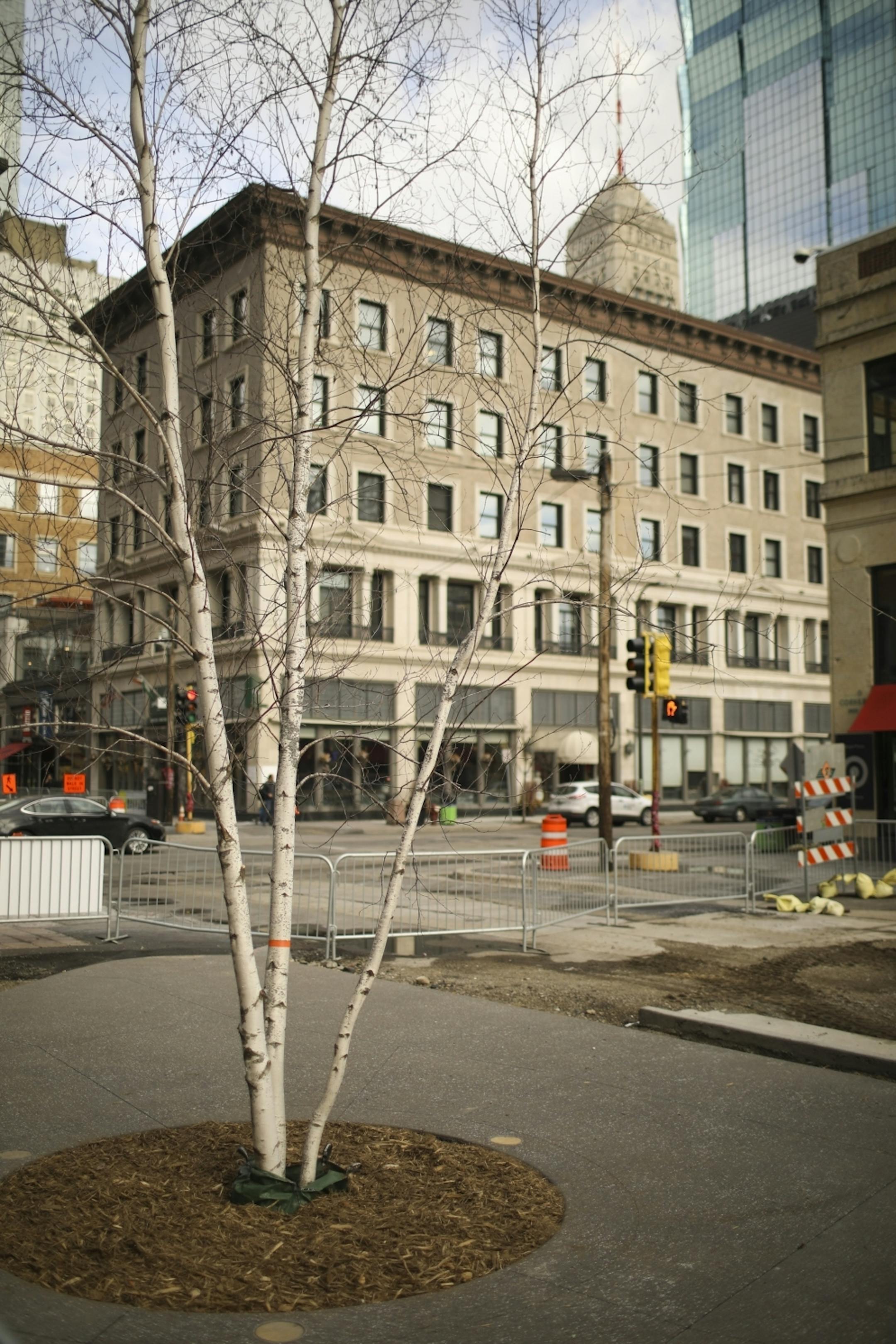 An example of the type of birch tree that will be planted along the revamped Nicollet Mall. This one is outside the Dakota Jazz Club at S. 10th St. on the mall.