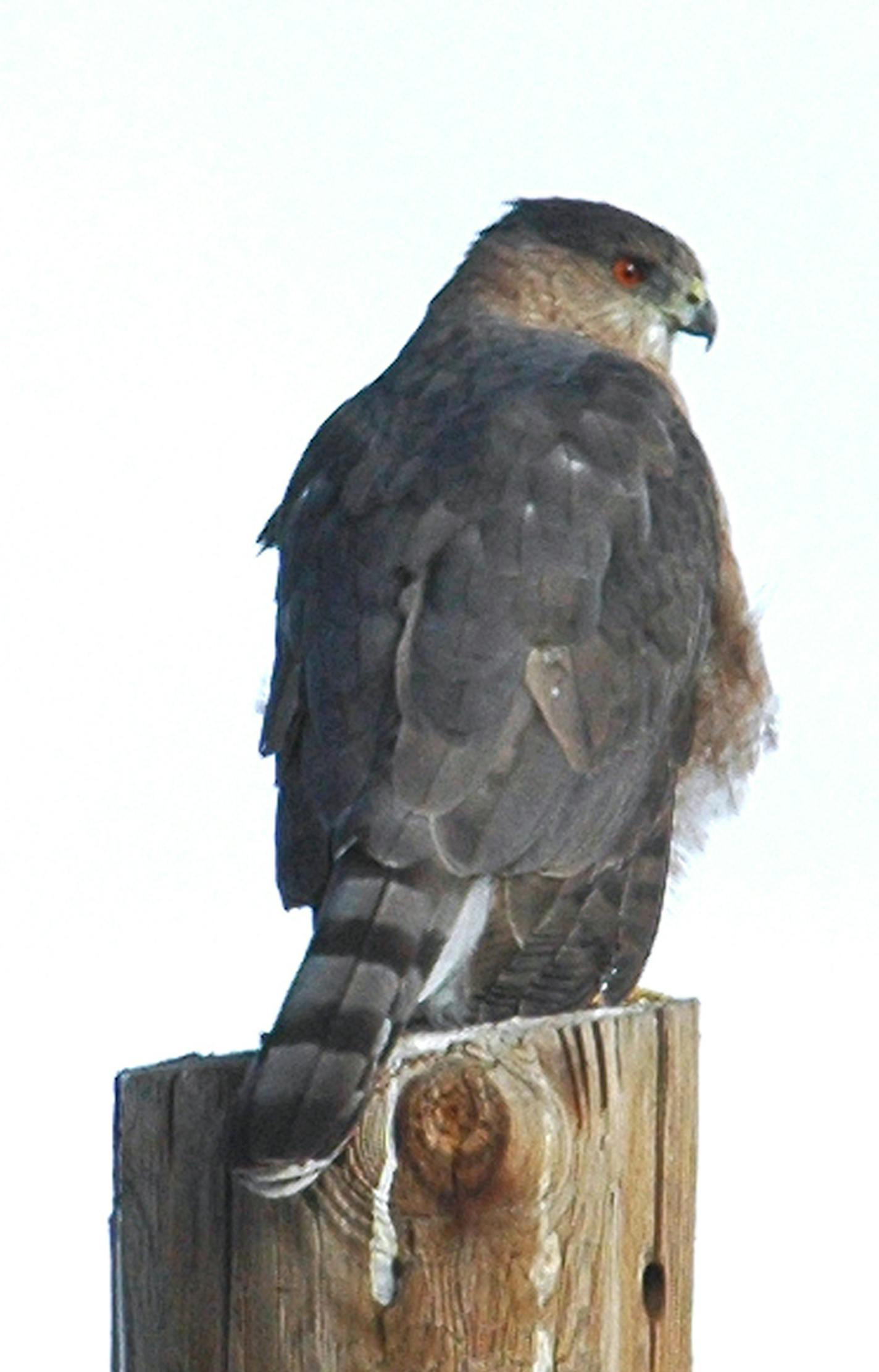 Cooper's hawk, credit Jim Wiliams, special to the Star Tribune