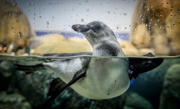 A young one checked out the humans on the other side of the tank glass gathered to watch their debut. ] GLEN STUBBE * gstubbe@startribune.com Friday, 