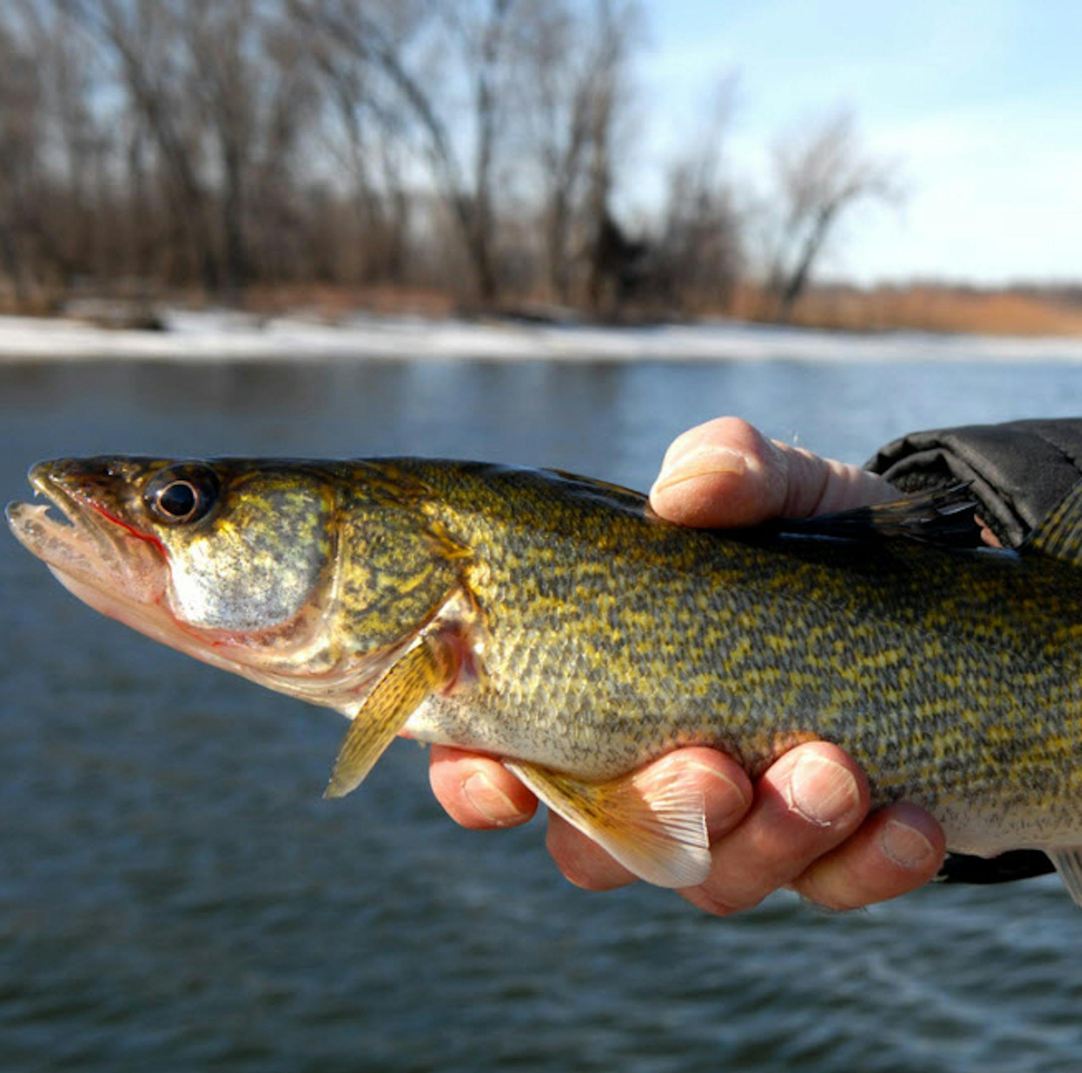 The Mississippi River is open to walleye fishing year-round, and anglers during this unusually warm December are having good luck on the big river near Red Wing. ORG XMIT: MIN2013022718415289