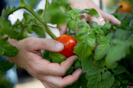 Tomato plants will need protection to get through the frost that's forecast.