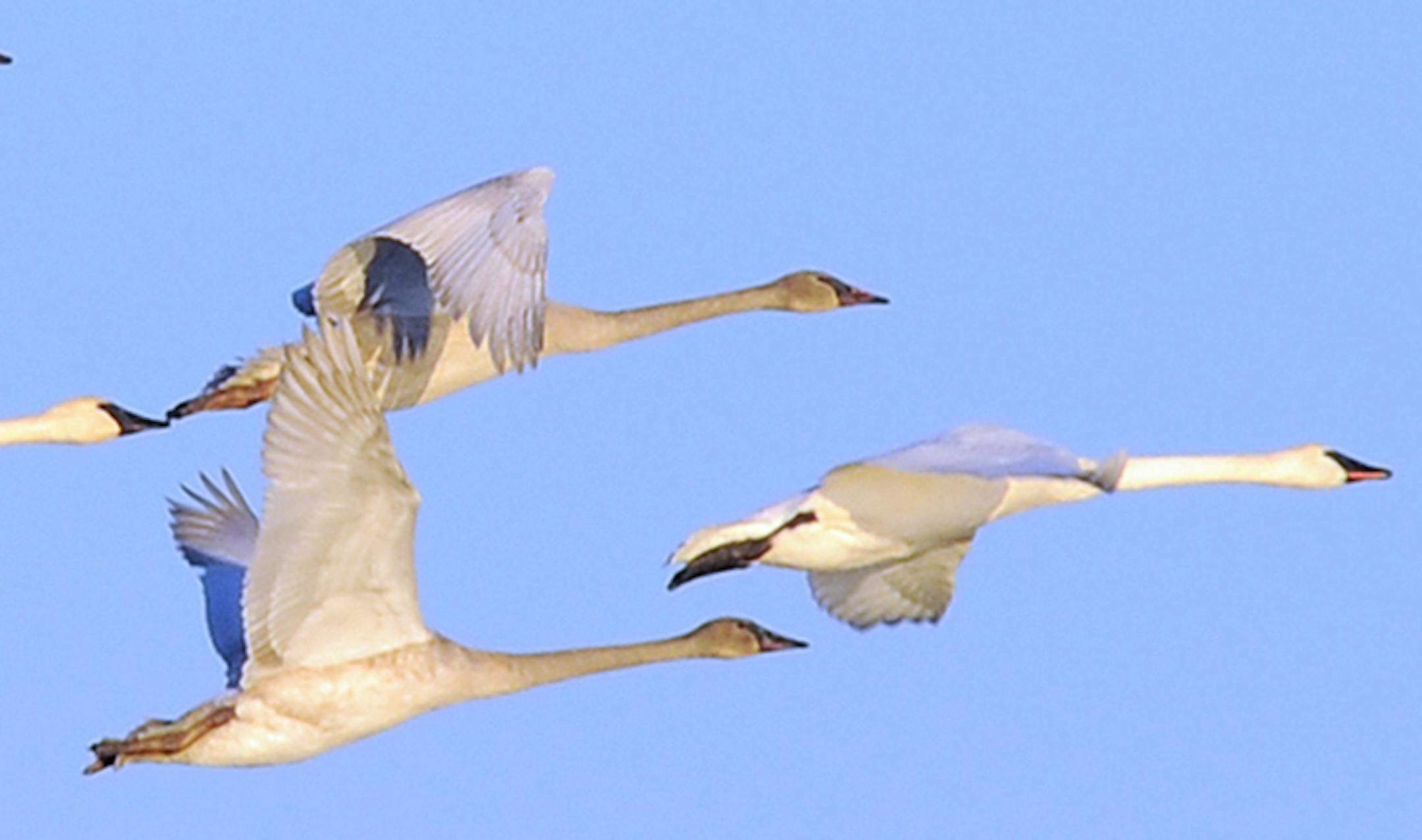 Tundra swans credit: Jim Williams