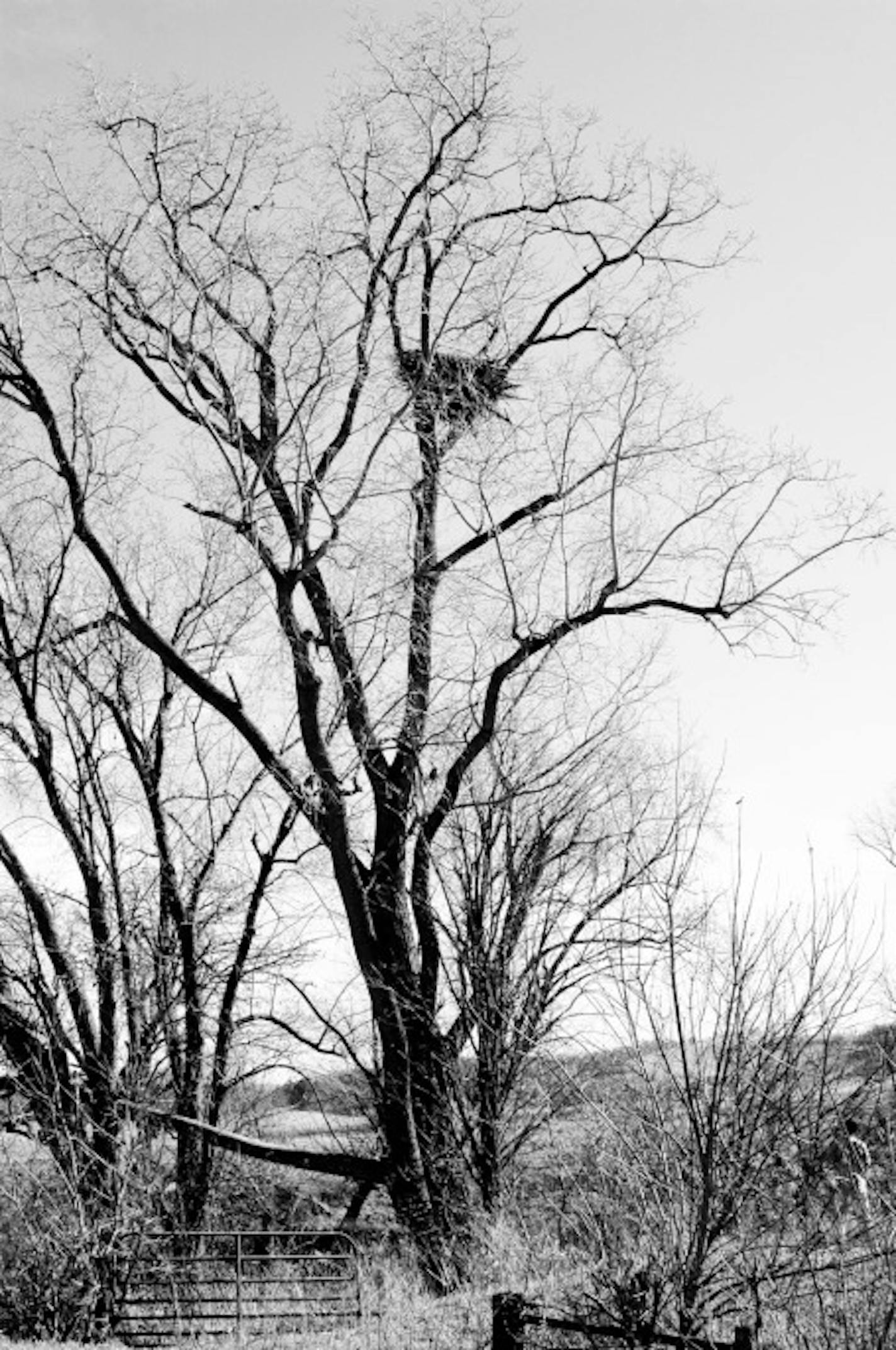 You can now peer inside this western Wisconsin Eagle nest at Eagles4kids.com