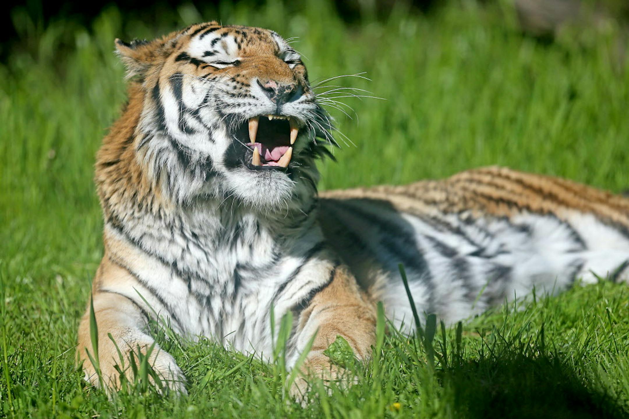 &#x201c;Molniy,&#x201d; shown here in May, died at the Minnesota Zoo on Sunday. He was 16 years old.