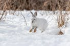 Snowshoe hares are found in the northern half of Minnesota.