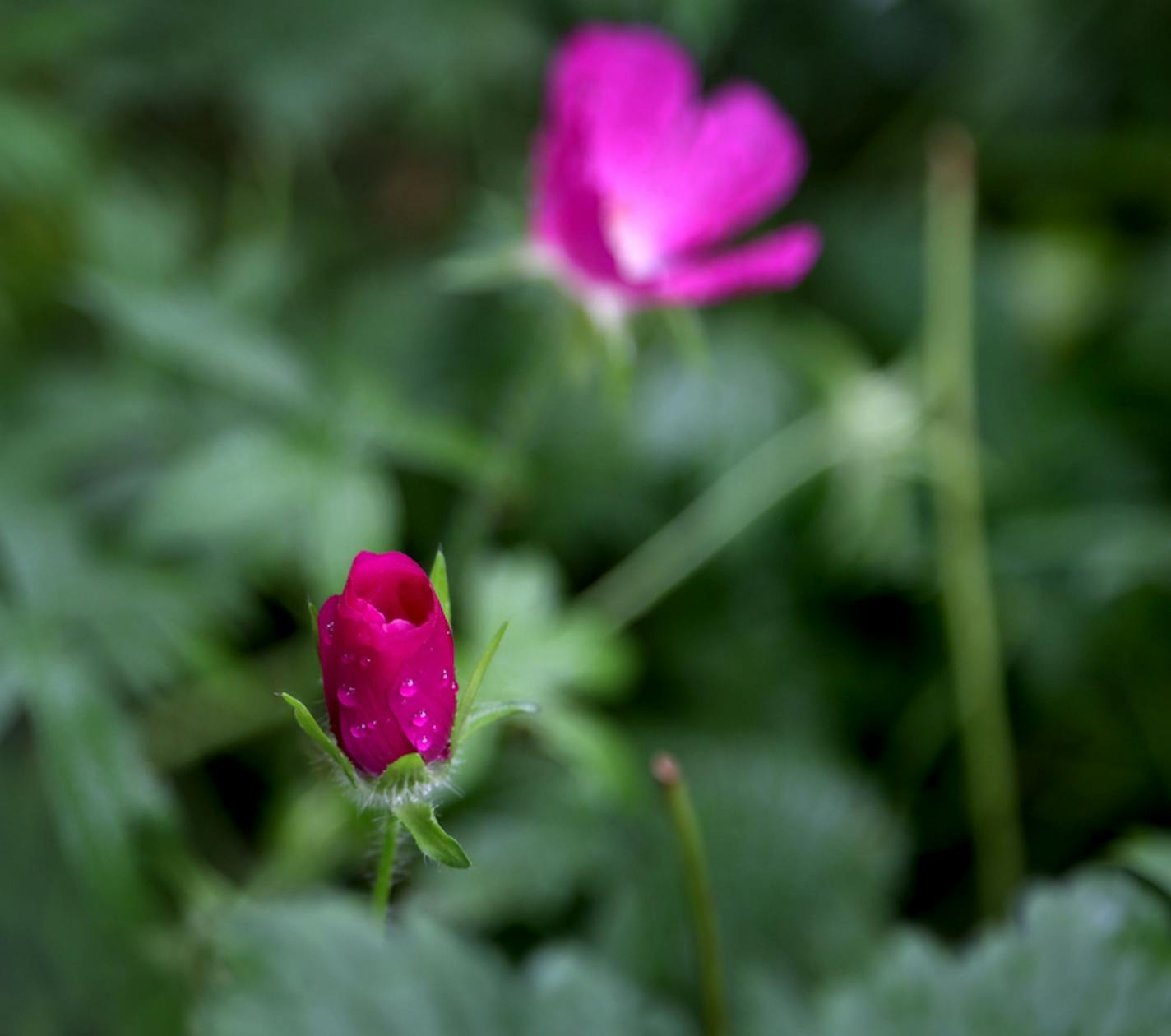 An unopened purple poppy mallow or winecup in Beautiful Gardens winner Jeremy Mayberg's mostly native plant garden Wednesday, Aug. 9, 2017, in Edina, MN.] DAVID JOLES &#x2022; david.joles@startribune.com Beautiful Gardens winner Jeremy Mayberg**Jeremy Mayberg, Amy-Ann Mayberg , cq