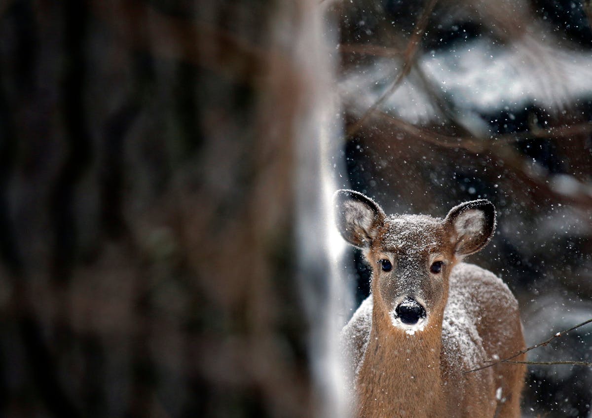 Another snowy winter means fewer deer in Northeastern Minnesota