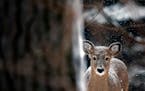 A young whitetail deer searches for food as another blanket of snow coats the arrowhead. ] Minnesota -State of Wonders, Arrowhead in Winter BRIAN PETE