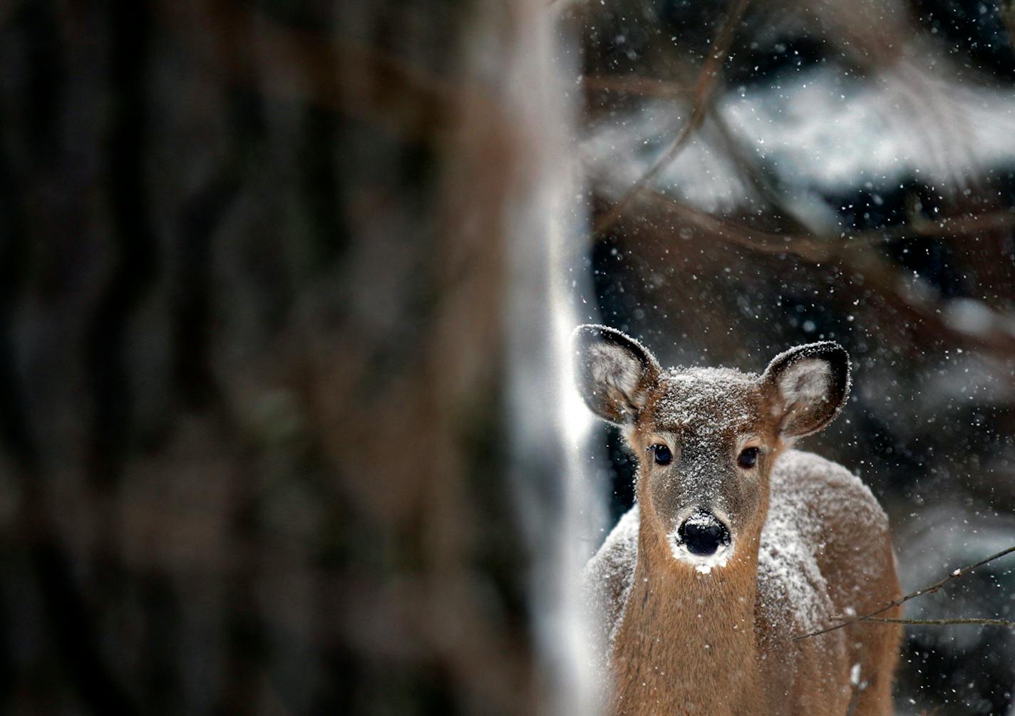 A young whitetail deer searches for food as another blanket of snow coats the arrowhead. ] Minnesota -State of Wonders, Arrowhead in Winter BRIAN PETERSON • brian.peterson@startribune.com
Silver Bay, MN 2/14/2014