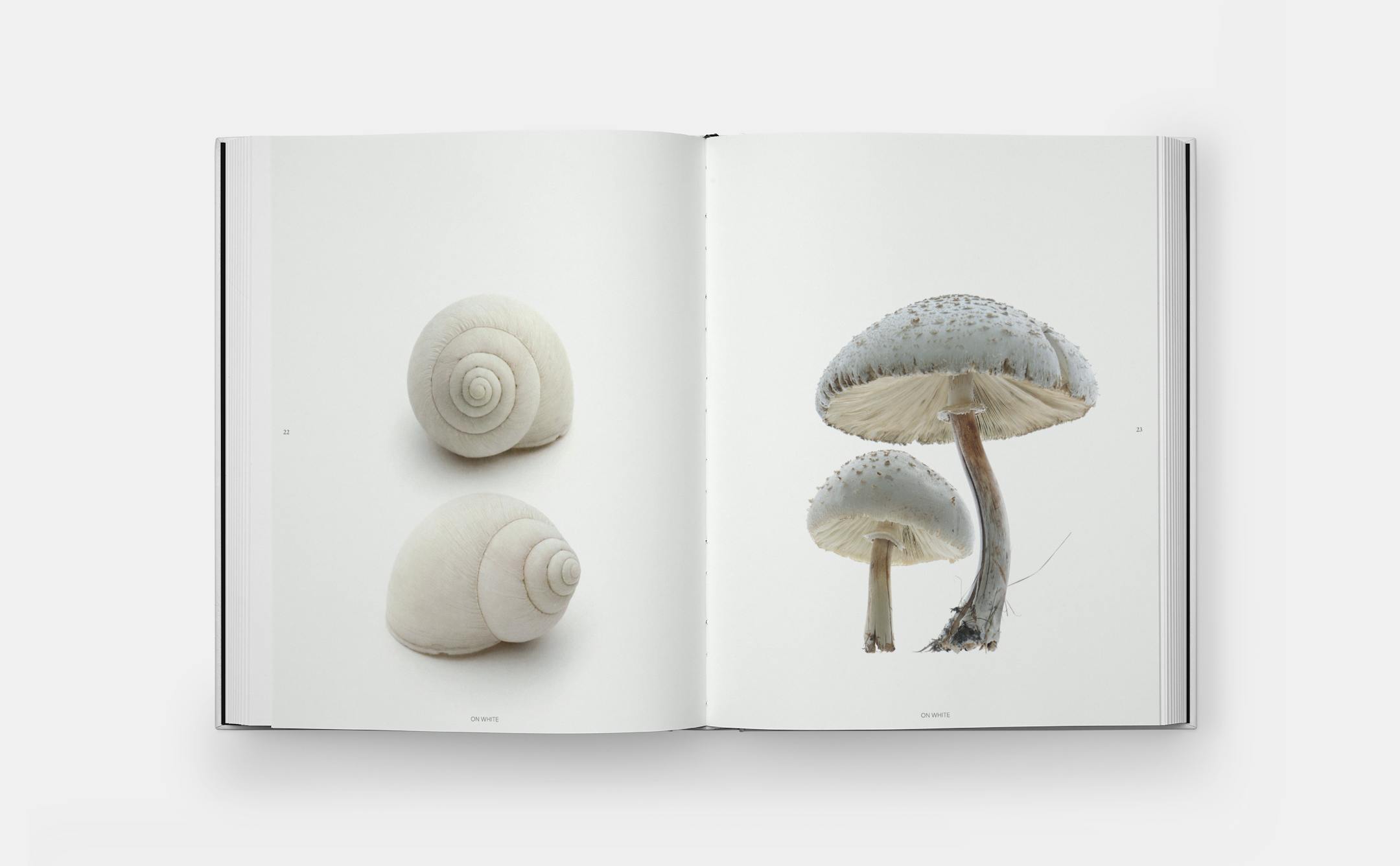 Graphic arrangements of found nature items such as feathers, fish, and fiddleheads photographed by Mary Jo Hoffman from her new coffee-table book "Still."