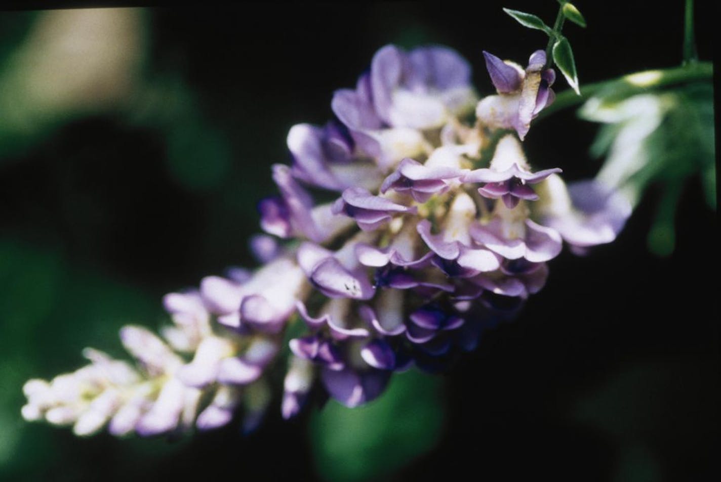 wisteria aunt dee-9951