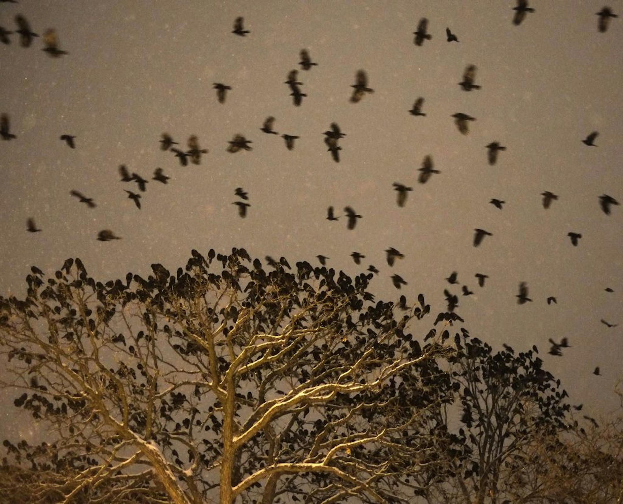 Crows file in from around the area to roost in Loring Park trees every night.