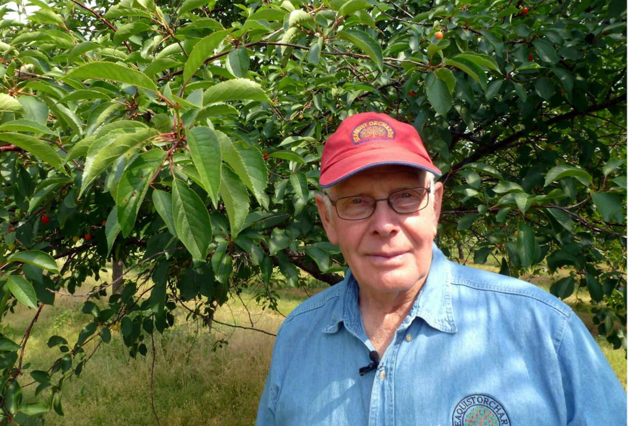 In this June 28, 2012, photo Dale Seaquist, one of the owners of Seaquist Orchards in Sister Bay, Wis., stands in front of one of his 120,000 cherry trees. They only plan to get about 10 percent of a full crop this year after frost got the buds that developed early from a warm winter and spring.