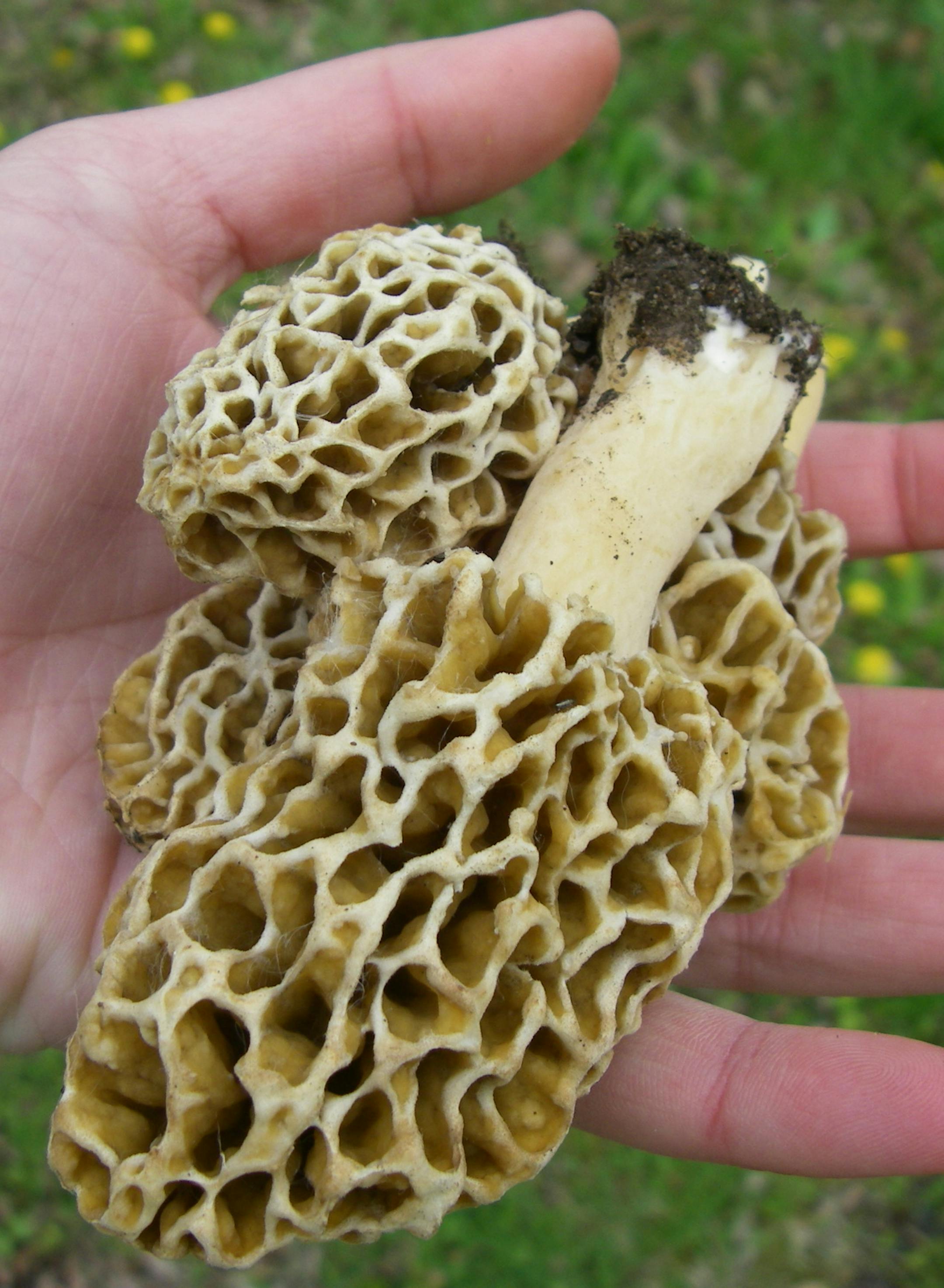 Provided by Minnesota DNR