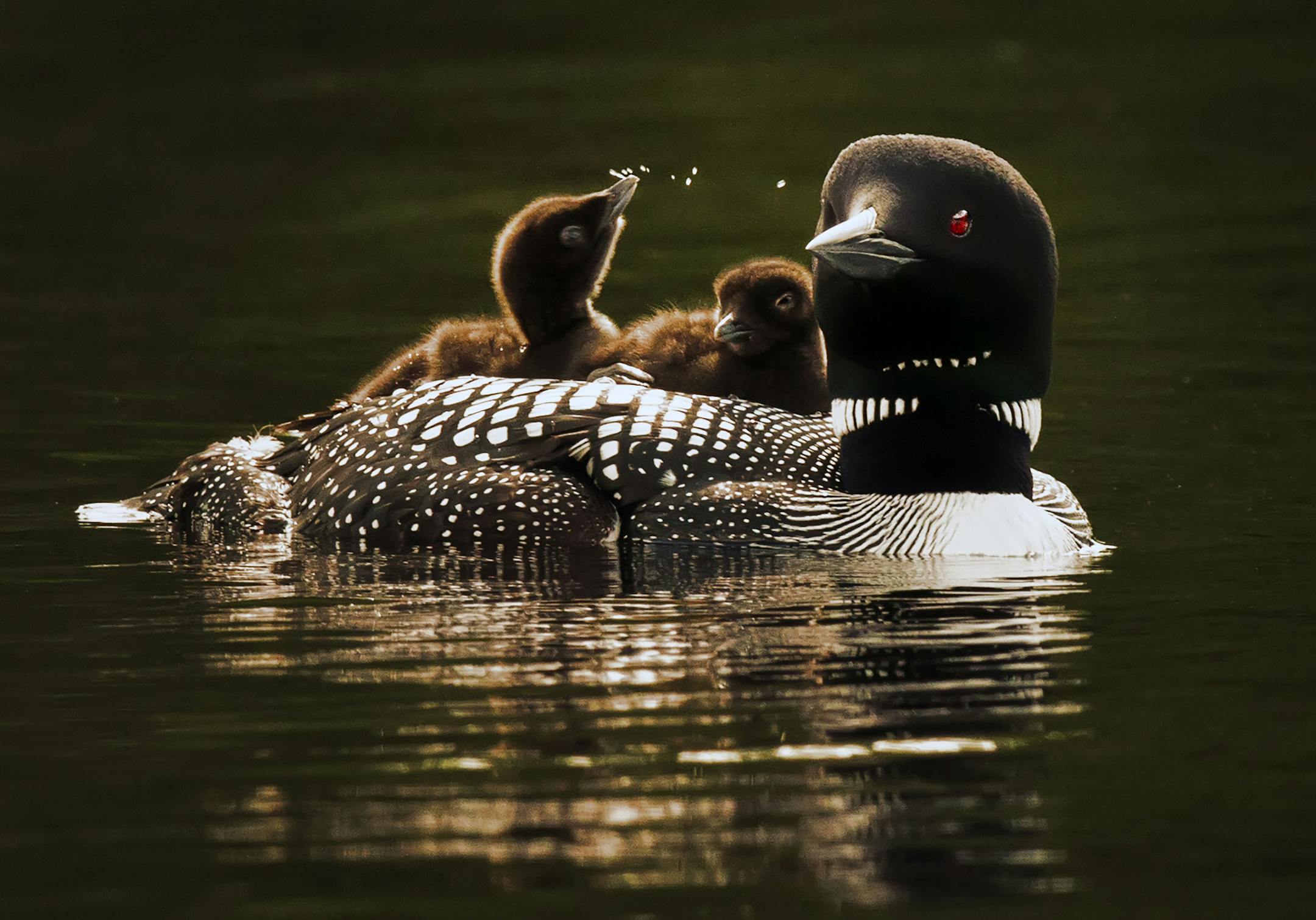 A mother loon and her two babies, cruised the waters of Lake Elora in St. Louis County shortly after they hatched and left their nest. Many loons in Northern Minnesota abandoned their nests earlier in the spring because of swarming black flies, and had to re-nest. This late hatch will result in a race with the clock to mature enough to fly south starting in early October. ] BRIAN PETERSON ‚Ä¢ brian.peterson@startribune.com Cotton, MN 07/07/2014