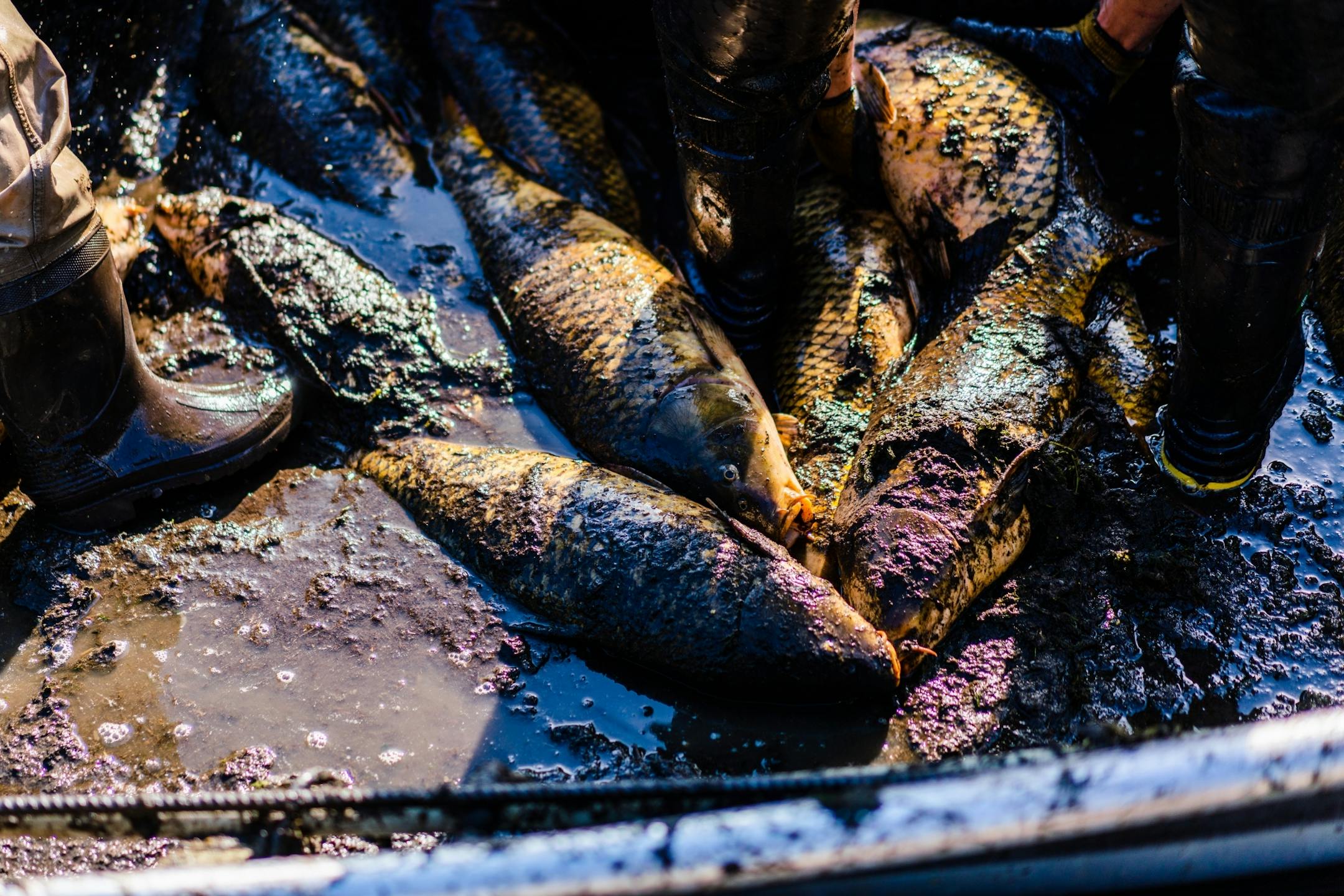 Carp overflow from holding tubs in the bottom of a collection boat.