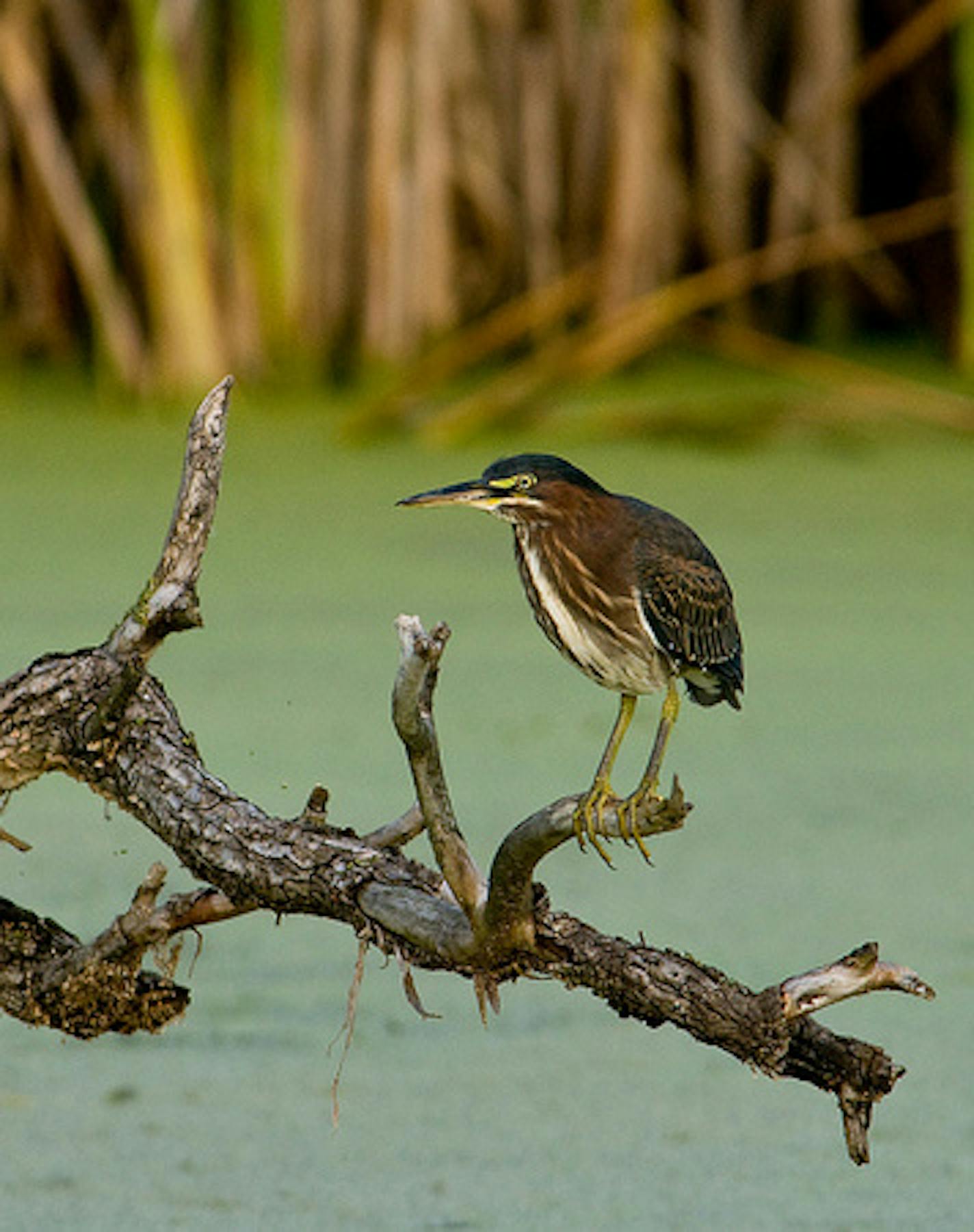 Provided by Minnesota Valley National Wildlife Refuge