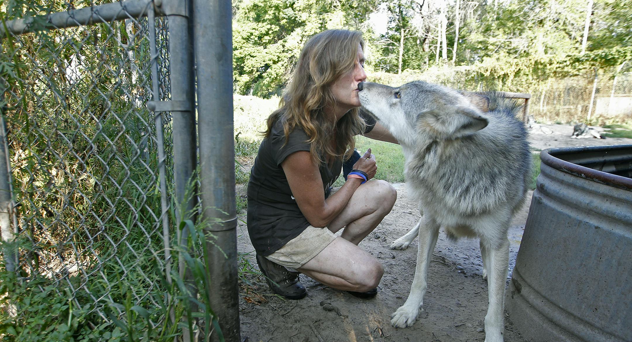 In a sign of submission, a wolf raised at the Wildlife Science Center near Forest Lake nuzzled Peggy Callahan, the center's founder and executive director. "I am always vigilant," she said.