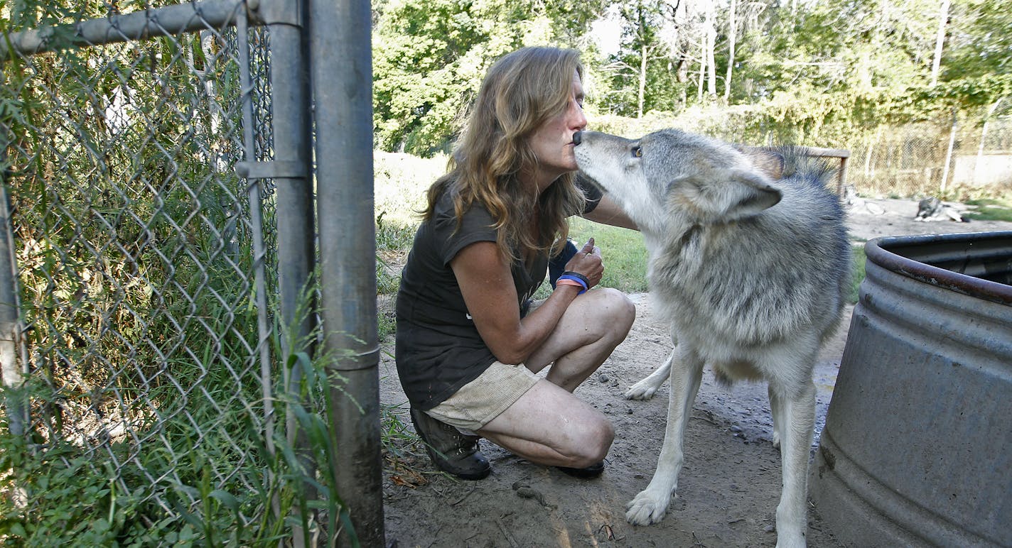 In a sign of submission, a wolf raised at the Wildlife Science Center near Forest Lake nuzzled Peggy Callahan, the center's founder and executive director. "I am always vigilant," she said.