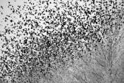 Blackbirds by the thousands, flocking near freshly cut cornfields to feed during their migration south, near Montgomery, Minn., in 2021.