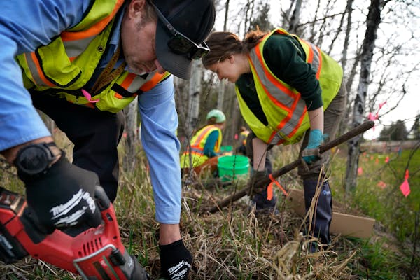 Researchers and volunteers dig up and move rare bristle-berries sitting in the path of a highway expansion in Blaine.