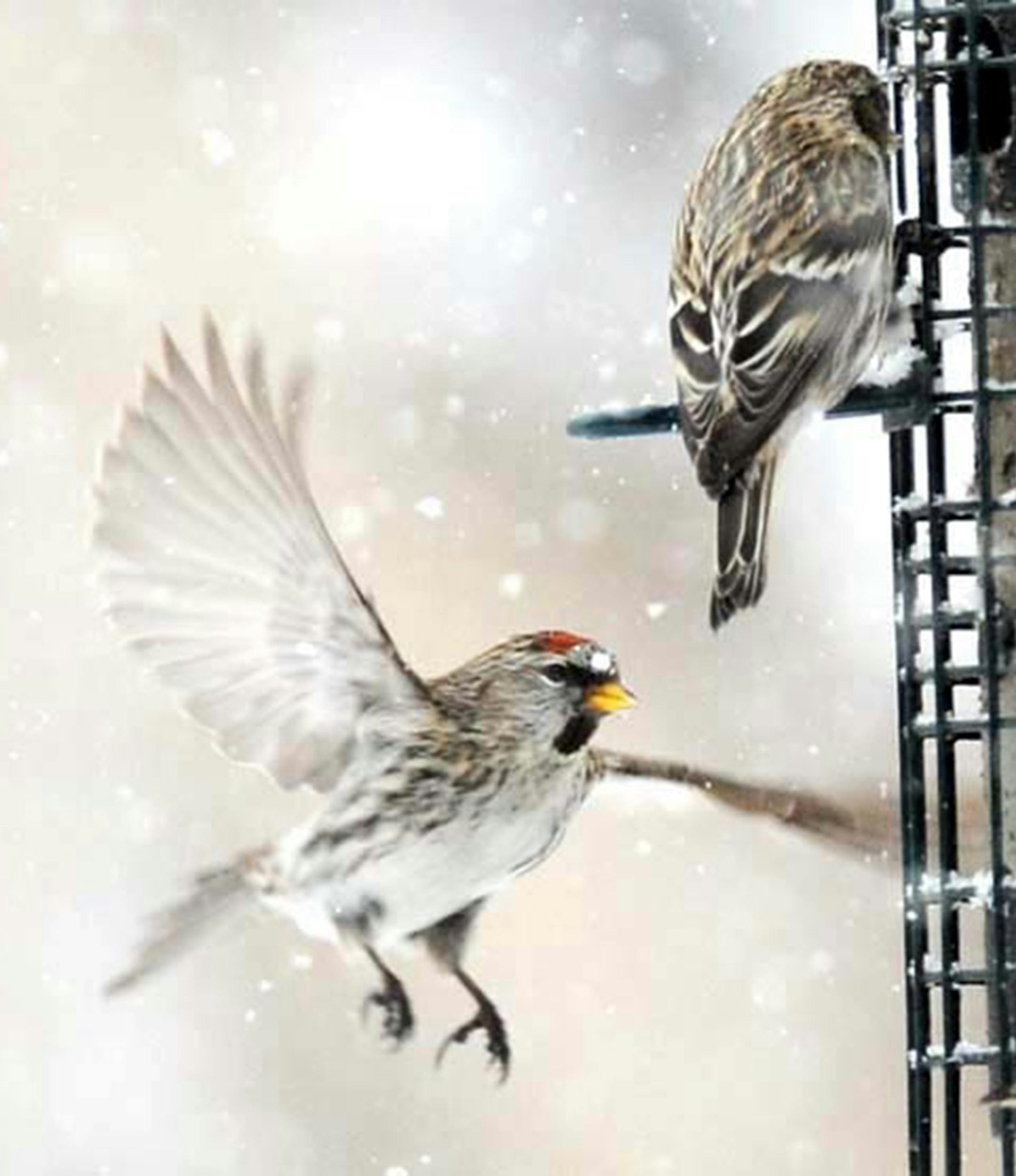common redpolls
Photo by Jim Williams, special to the Star Tribune