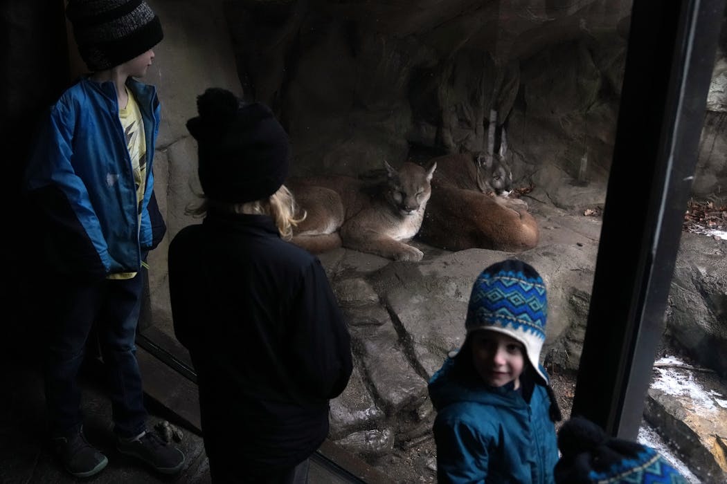 From left, Isaiah Harlow, 7, along with his brothers Malachi, 10, and Jonah, 4, look at a pair of cougars as they sat in their enclosure at the Minnesota Zoo.