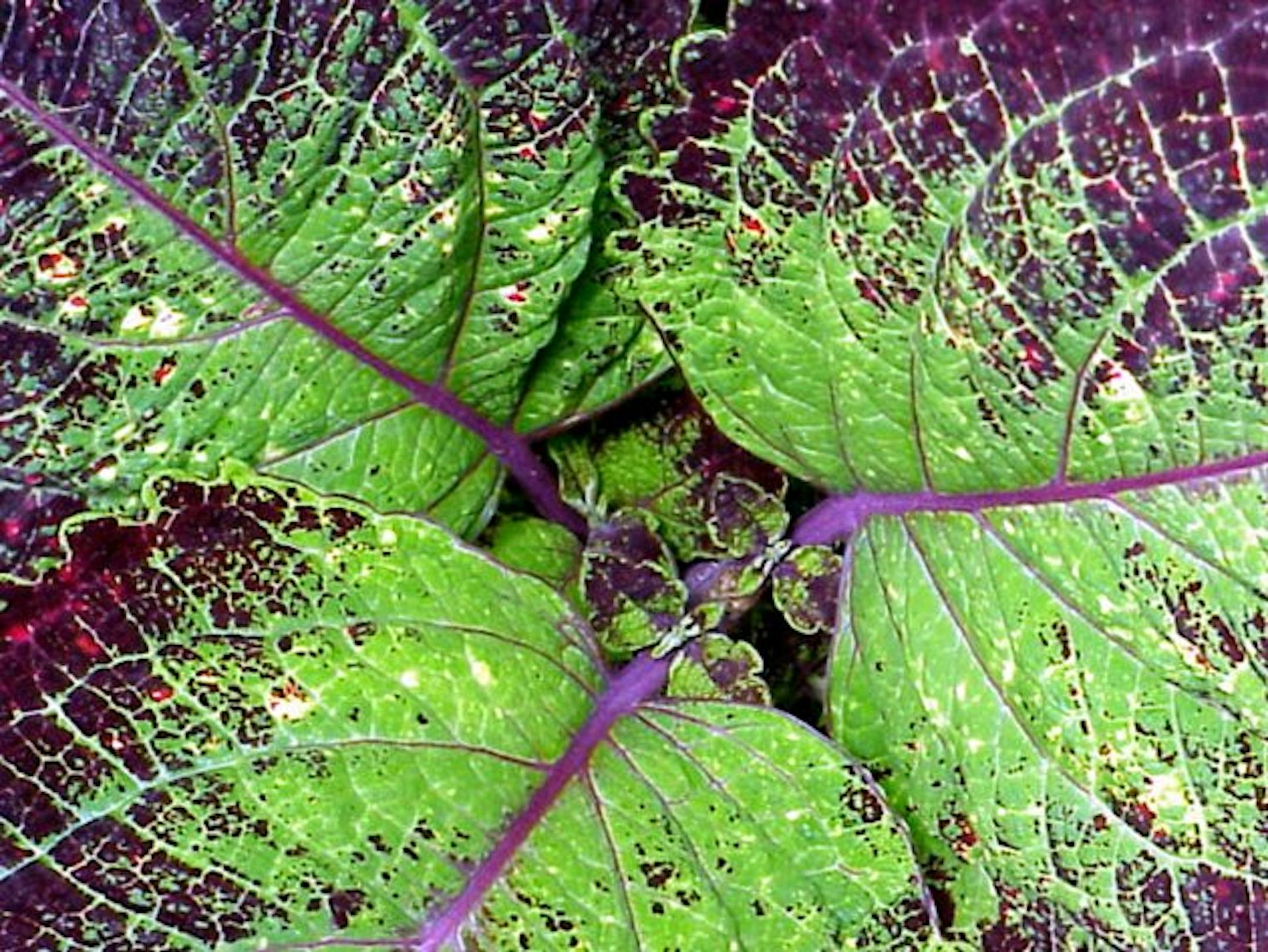 KRT LIFESTYLE STORY SLUGGED: COMMONGROUND KRT PHOTO VIA KANSAS CITY STAR (July 27) Coleus (solenovostemon scutellariodes) is grown for its foliage which lasts through the summer until the first frost. (KC) PL KD 2000 (Horiz) (gsb)