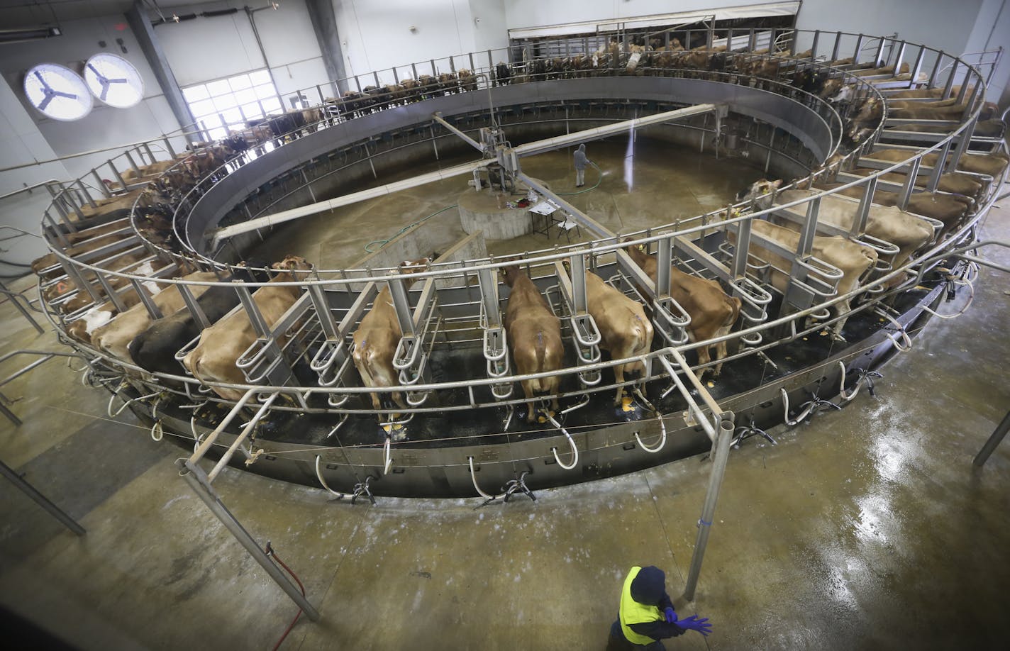 The merry-go-round milking parlor at the dairy farm owned by the Davis family photographed on Friday, October 17, 2014 in LaSueur, Minn. ] RENEE JONES SCHNEIDER &#x2022; reneejones@startribune.com