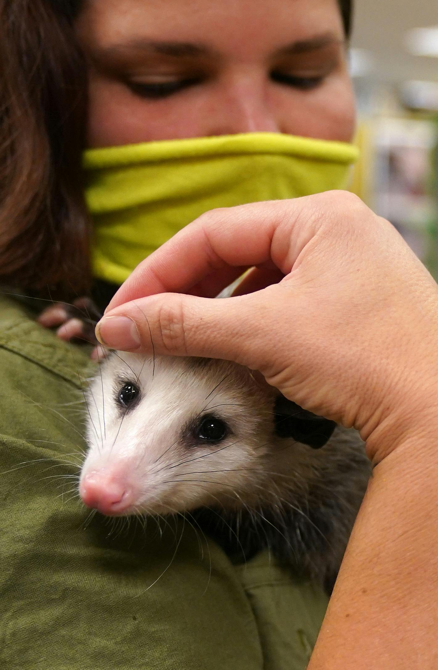 Sustainable Safari night manager Sarah Overman held Duchess, who wasn't just playing possum.