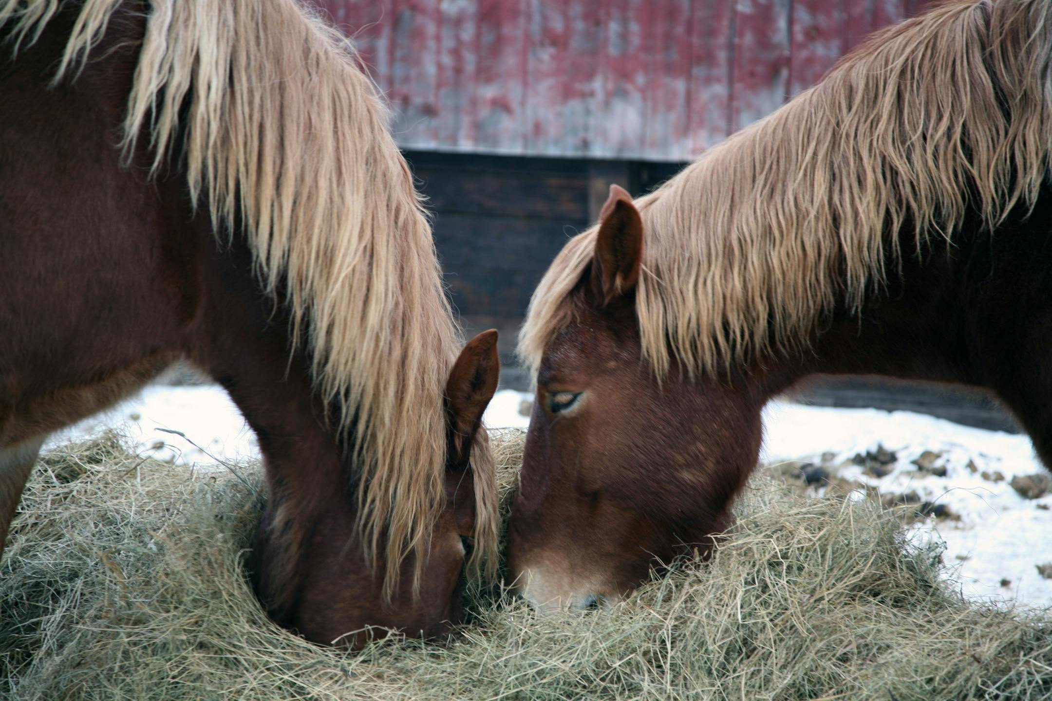 Pat and Pete have a snack at Palmquist's Farm near Prentice, Wis.