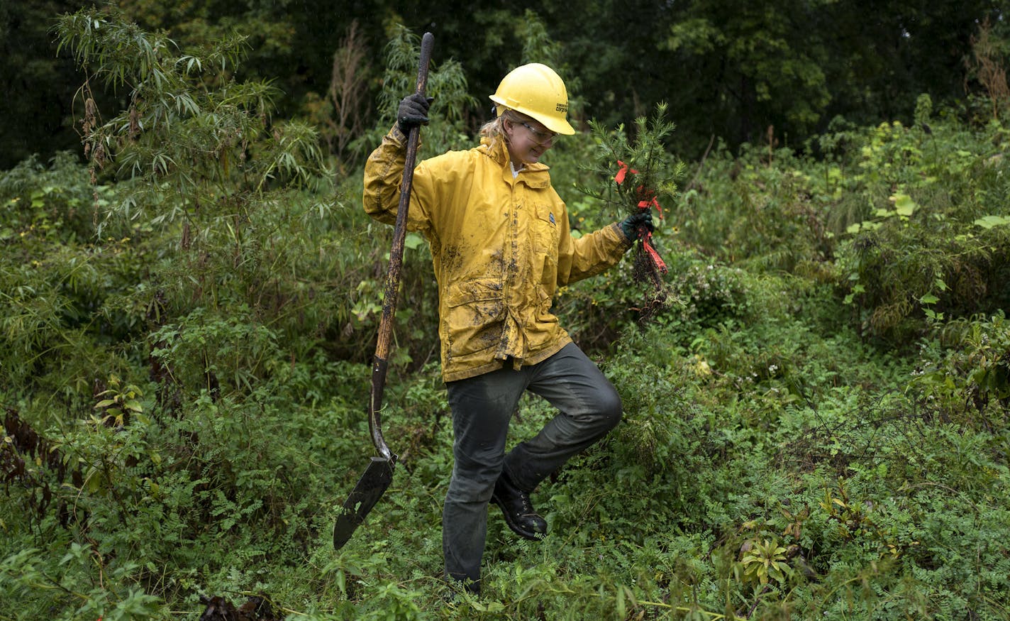 Becca Hanson and members of the Conservation Corps planted around 100 tamarack trees near Hwy. 61 and Warner Road on Wednesday in St. Paul.