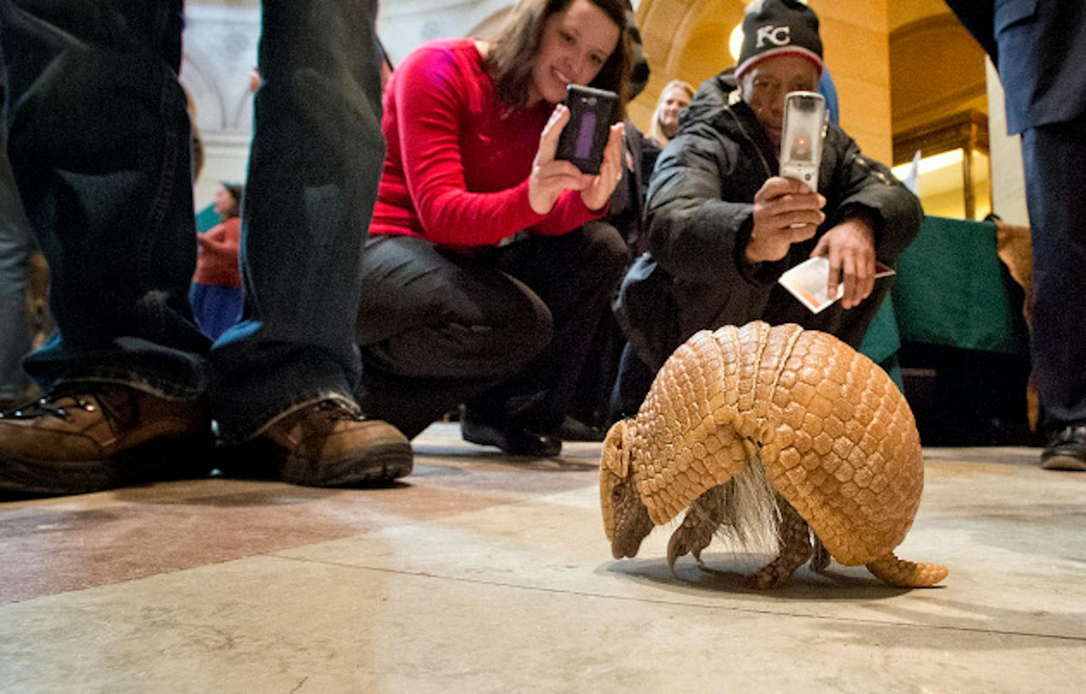 Visitors got to see a three-banded armadillo from Brazil during zoo day.  The Minnesota Zoo visits the State Capitol each year to connect legislators and their staffs to some of the animals and to educate folks to the mission of the zoo.  Thursday, March 21, 2013.   ]   GLEN STUBBE * gstubbe@startribune.com