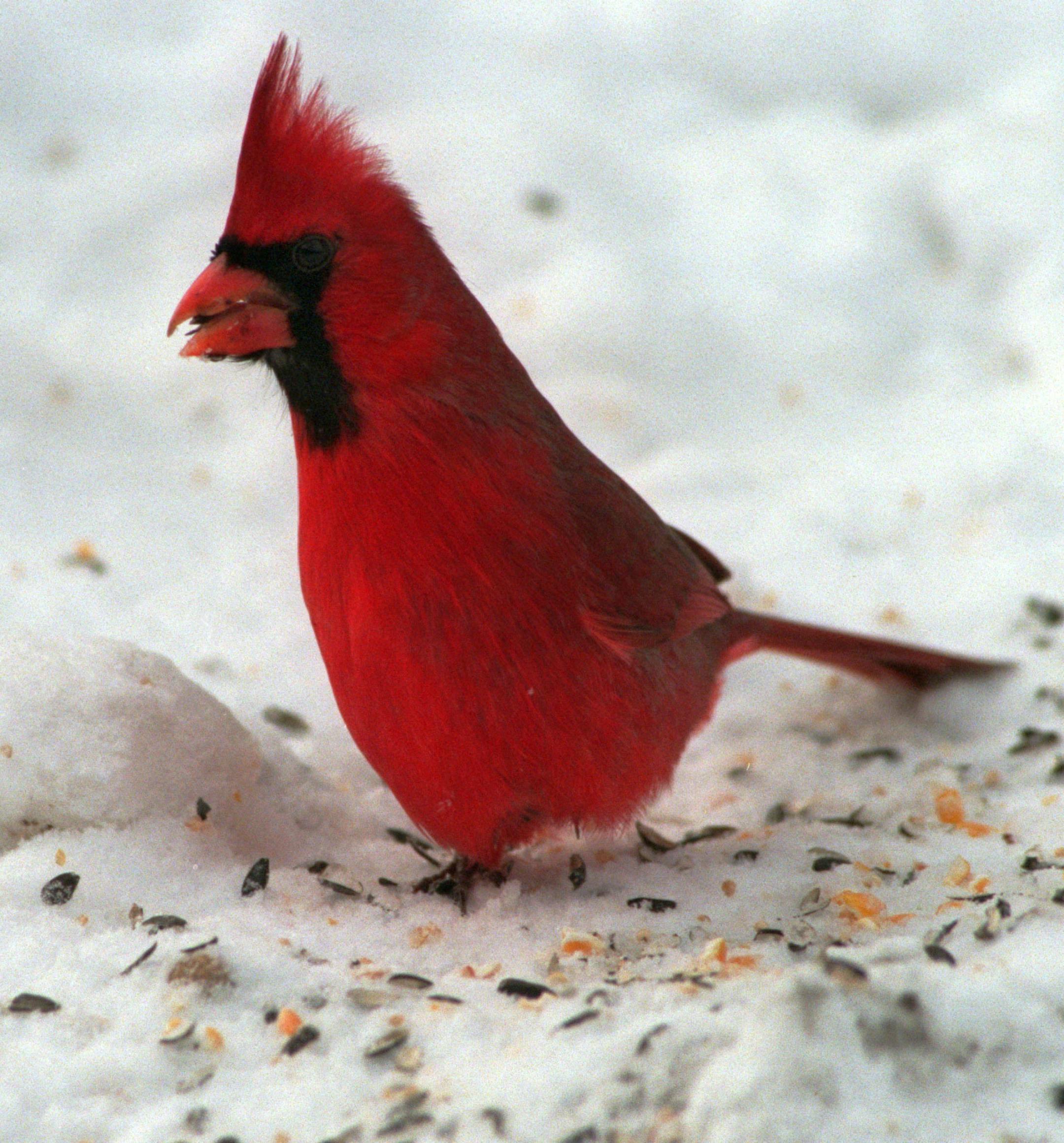 Bird Feeding - H&G - Springbrook Nature Center, Fridley. -- This male cardinal found plenty of feed spilled out onto the ground from the feeders. ORG XMIT: MIN2013031913252278