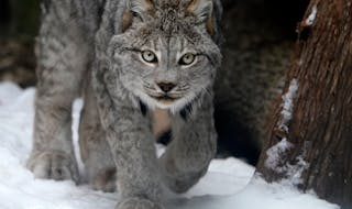 Lynx scat that researchers and developers collect in Minnesota is being used to develop a species recovery plan. There are only 100 to 300 lynx in the