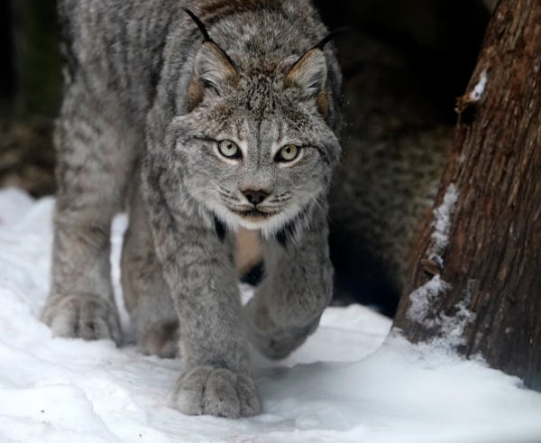 How to save the lynx from extinction? It starts with poop
