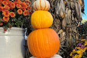 The latest trend in decorating with pumpkins: stacking them. Connie Nelson, Star Tribune
