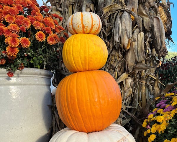 The latest trend in decorating with pumpkins: stacking them. Connie Nelson, Star Tribune