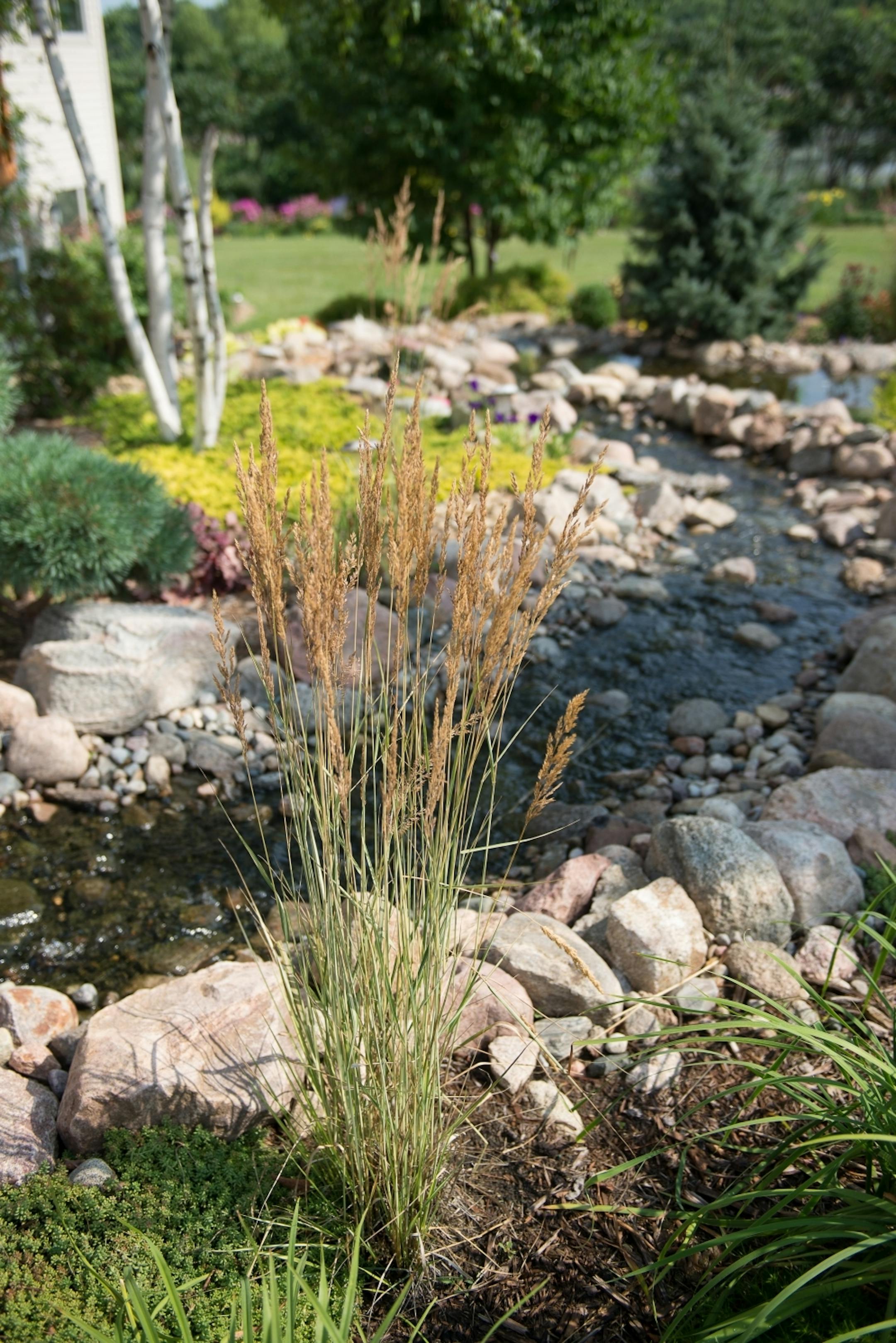 Dan and Nancy Engebretson's garden, featuring a fountain and small meandering stream, is in bloom in Elysian, Minnesota on July 31, 2014. [ Angela Jimenez/Special to the Star-Tribune angelajime@gmail.com Assignment #20035606A_ SLUG: ENGEBRETSON100114_ EXTRA INFORMATION: Since 2006, the Engebretsons have designed and tended to their own garden, and have transformed the common space near their home into a landscaped, shared garden space in the Lakeview Manor Townhome Association.