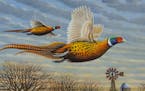 2020 Pheasant Stamp Competition. First Place: Mark Kness of Freeborn, Minn.