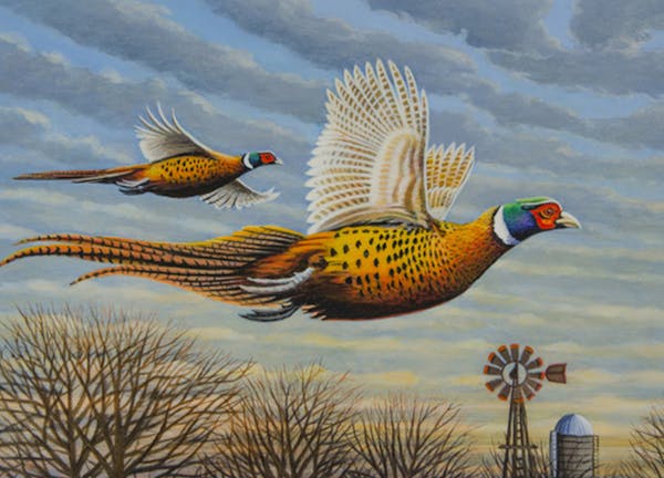 2020 Pheasant Stamp Competition. First Place: Mark Kness of Freeborn, Minn.