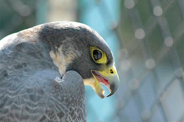 Note the dark spot near the end of the falcon's bill. It marks a tooth-like projection that fits into a corresponding notch in the lower half of the b