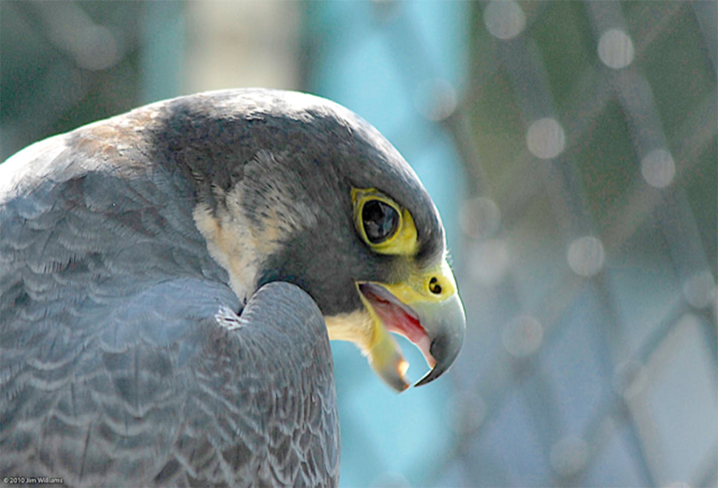 Note the dark spot near the end of the falcon's bill. It marks a tooth-like projection that fits into a corresponding notch in the lower half of the bill. It is used to sever the spinal cords of prey. Only falcons and shrikes have this tool. (This falcon is captive. You can see the cage wire in the blurred background.) Jim Williams photo