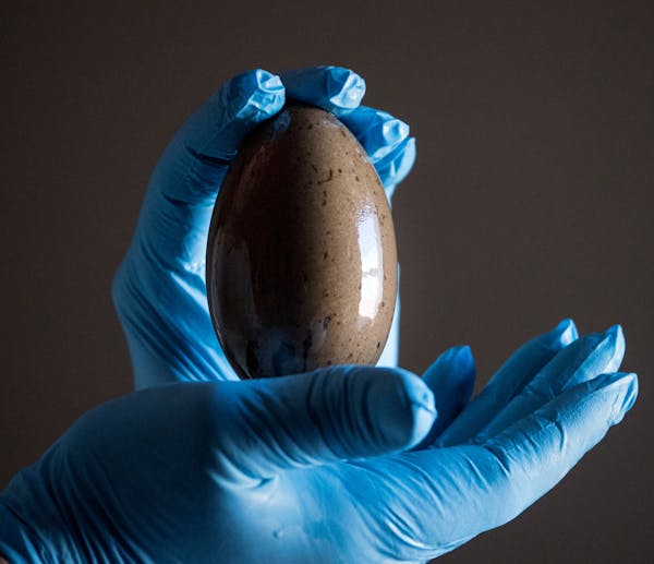 Kevin Woizeschke, Nongame Wildlife Specialist for the Minnesota Department of Natural Resources, cradles the unhatched loon egg collected from Eagle L