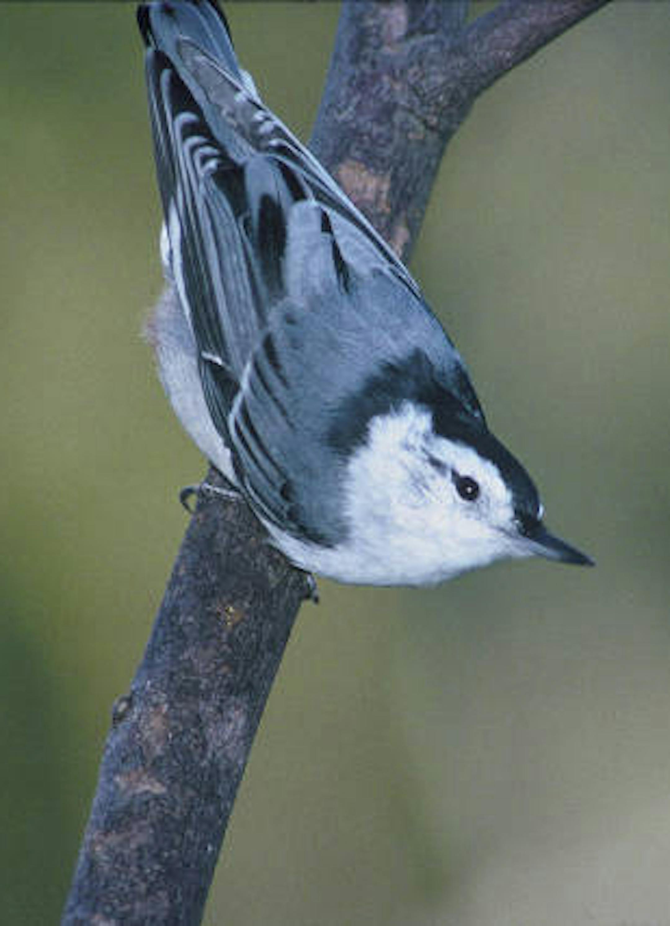 White-breasted nuthatches are in their fall migration.