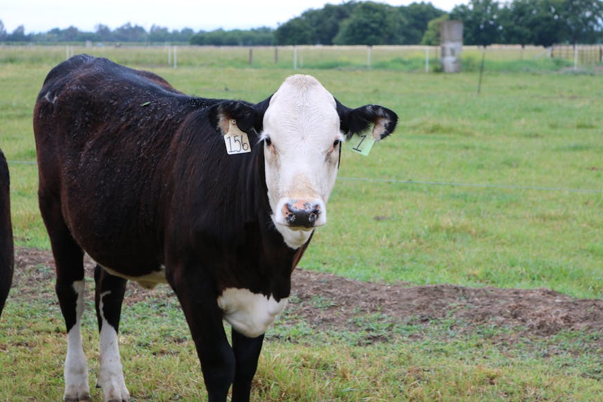 This 2017 photo features one of Recombinetics' hornless cows. (Photo by Alison Van Eeenennaam)