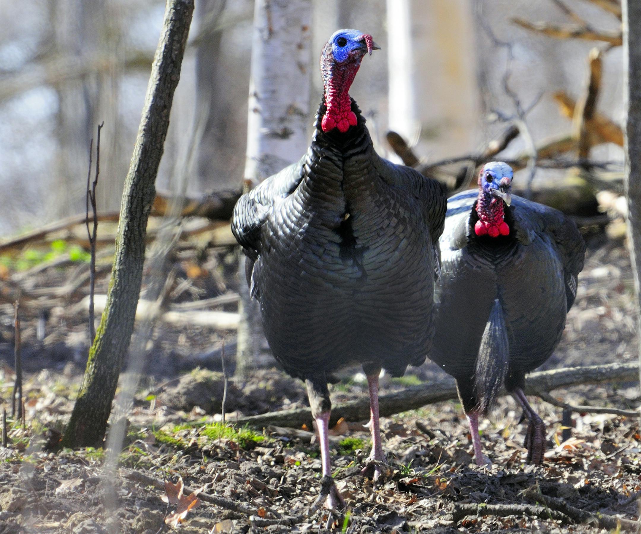 Last week Marchel called in and photographed these two mature wild turkey gobblers. Note the lead bird is beardless. Would the tom be legal to kill during the upcomng spring turkey hunting season?