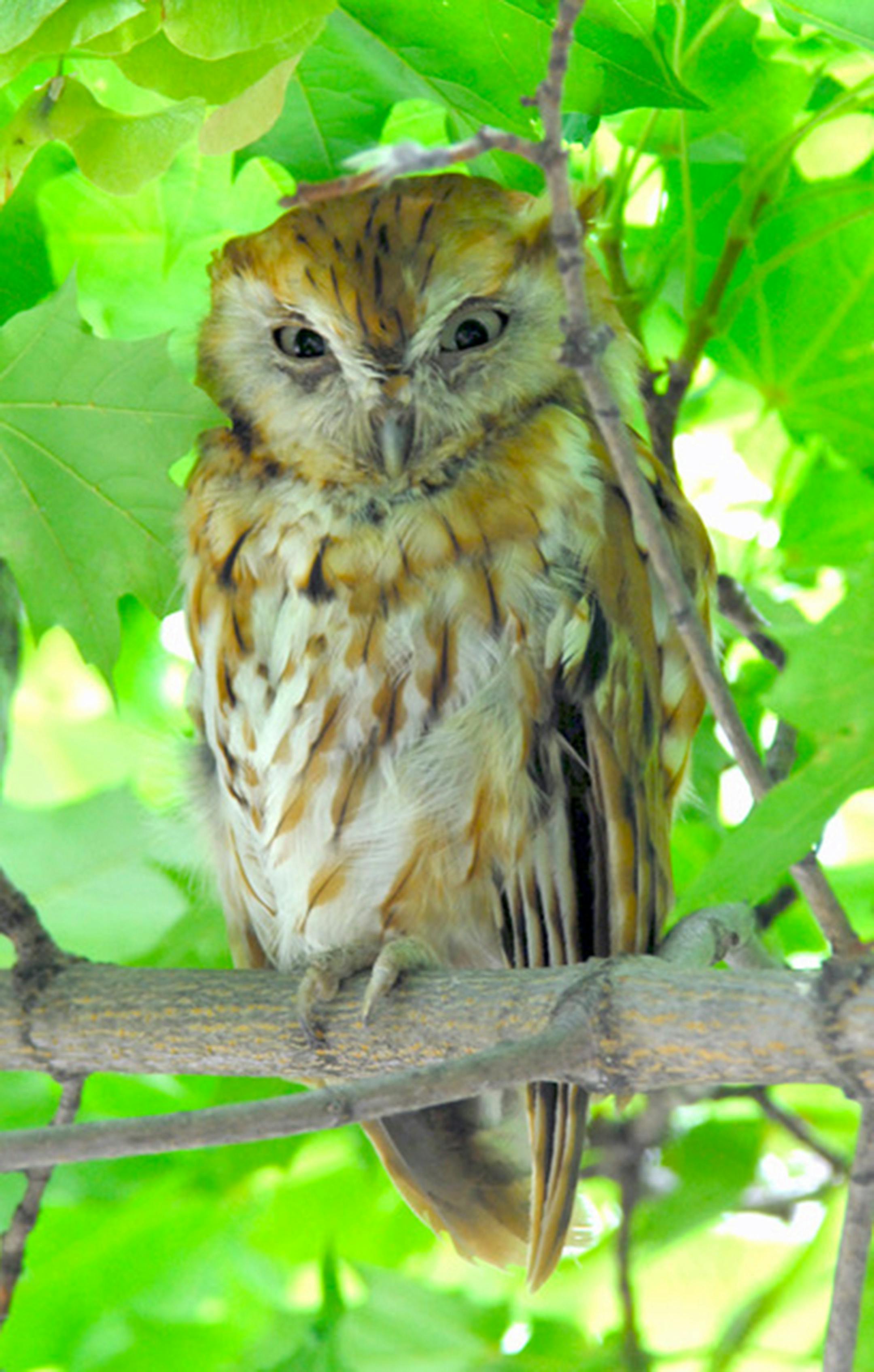 This is an example of a screech owl with red feathers. Jim Williams photo