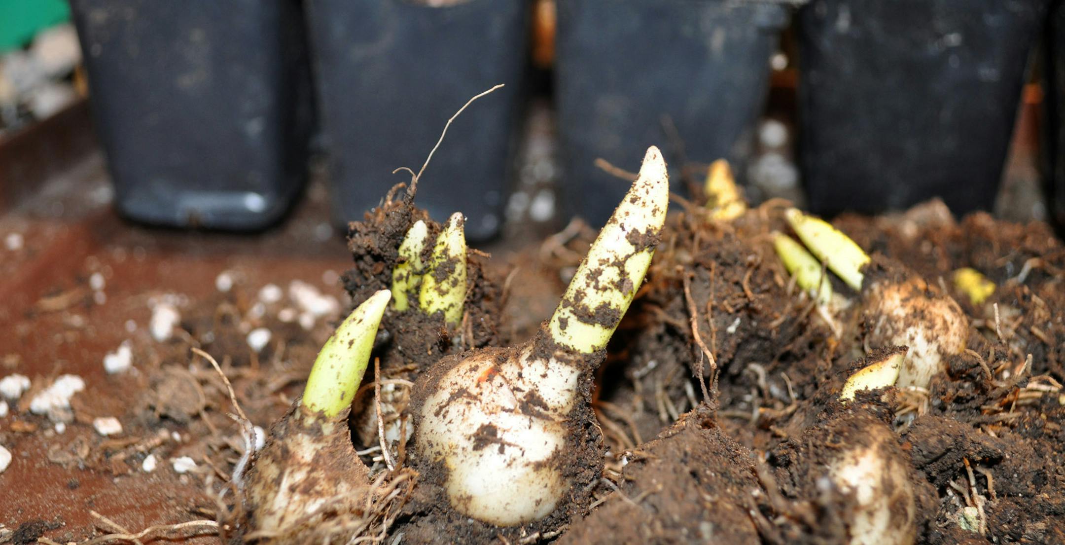 This Nov. 27, 2011 photo shows lily bulblets from scaling in New Paltz, New York. Little bulbs that form along stems below ground are called stem bulblets. Collect these stem bulblets, taking care to preserve any roots clinging to as soon as the stems and leaves begin to whither. Plant them immediately, before they dry out, a couple of inches deep. (AP Photo/Lee Reich)