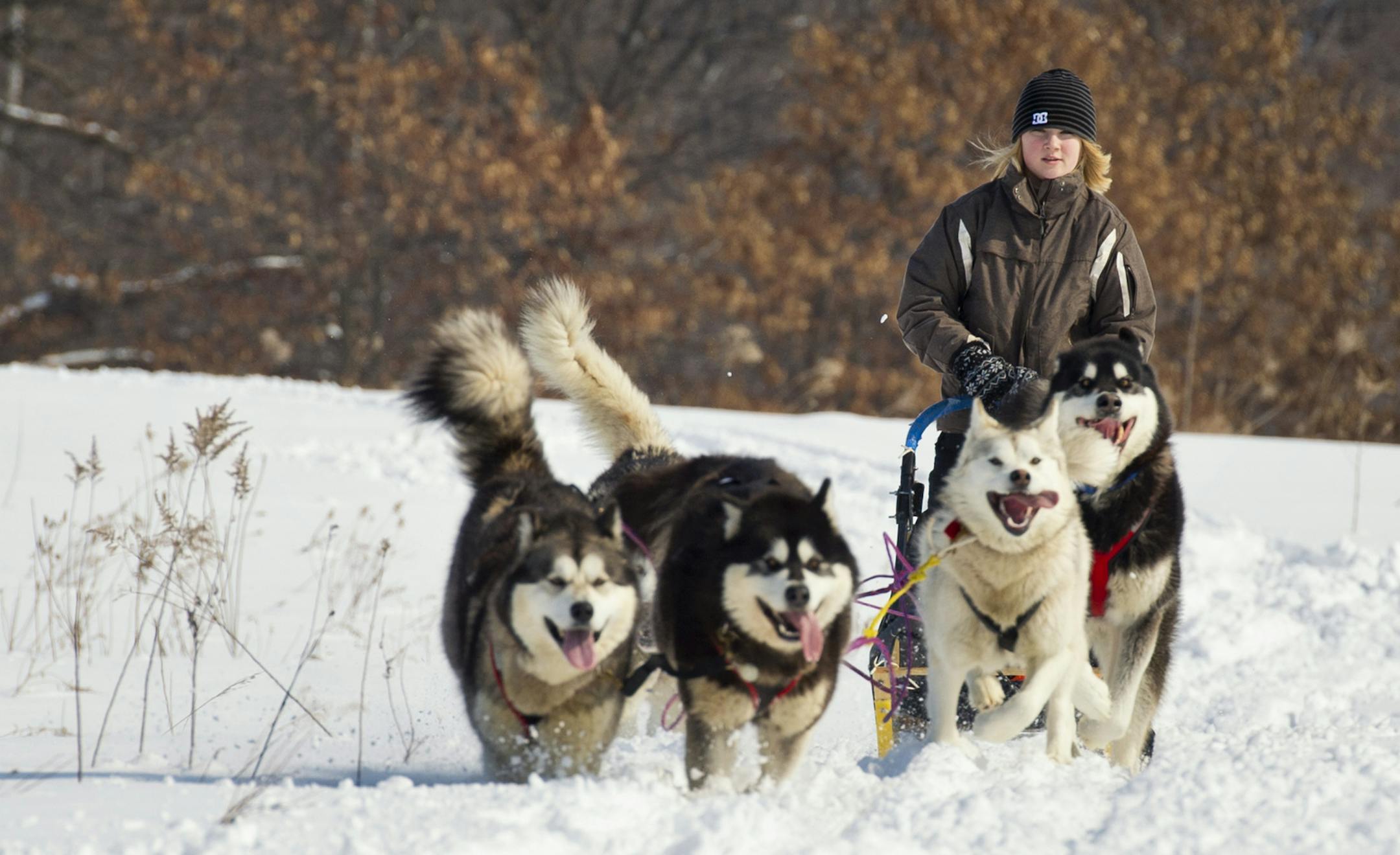 Ashley Thaemert took her mushing team out for a run. The 17-year-old Forest Lake High School student is one of few women and fewer younger women in the sport. Friday, March 8, 2013. ] GLEN STUBBE * gstubbe@startribune.com